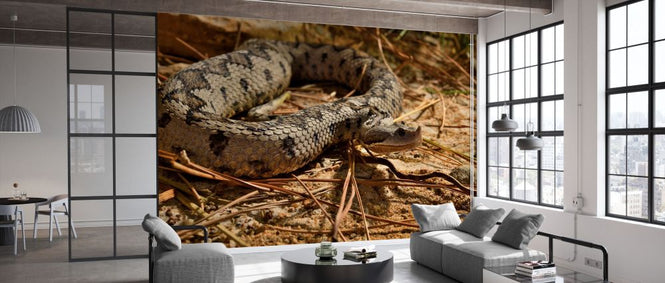 PHOTOWALL / Latastes Viper (e332123)