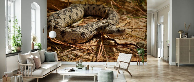 PHOTOWALL / Latastes Viper (e332123)