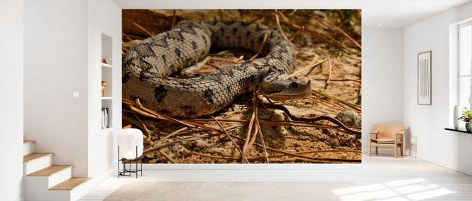 PHOTOWALL / Latastes Viper (e332123)