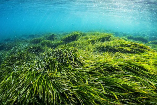 PHOTOWALL / Neptune Seagrass Bed III (e332126)