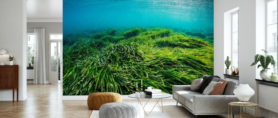 PHOTOWALL / Neptune Seagrass Bed III (e332126)