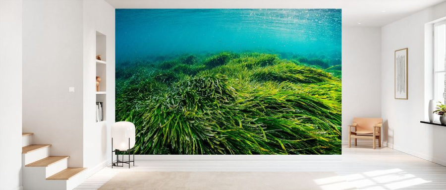 PHOTOWALL / Neptune Seagrass Bed III (e332126)