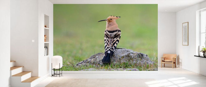 PHOTOWALL / Eurasian Hoopoe (e332127)