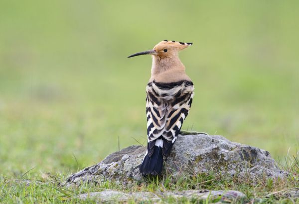 PHOTOWALL / Eurasian Hoopoe (e332127)