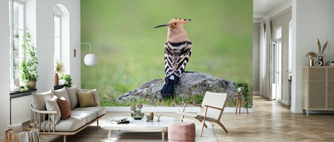 PHOTOWALL / Eurasian Hoopoe (e332127)