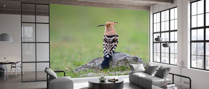 PHOTOWALL / Eurasian Hoopoe (e332127)
