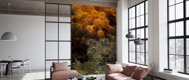 PHOTOWALL / Colonies of Ascidians and Zoantharians (e332128)