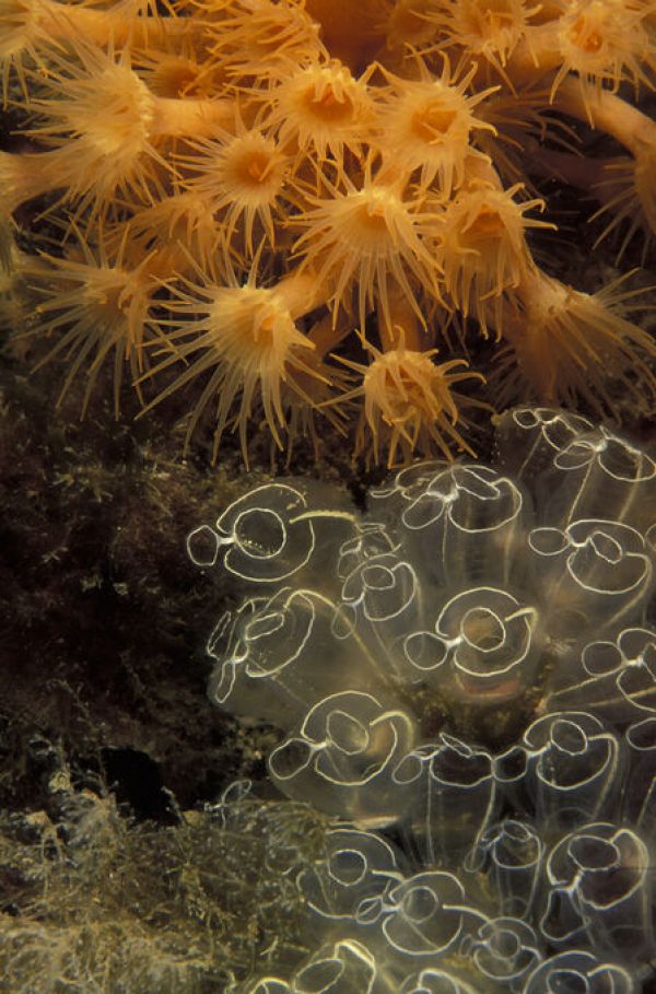 PHOTOWALL / Colonies of Ascidians and Zoantharians (e332128)