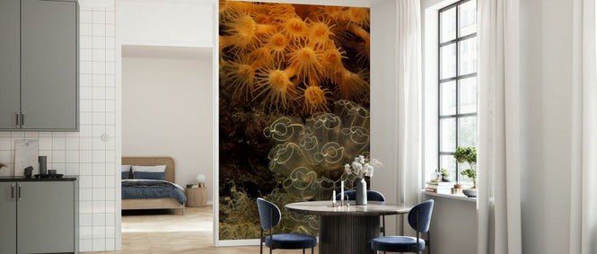 PHOTOWALL / Colonies of Ascidians and Zoantharians (e332128)