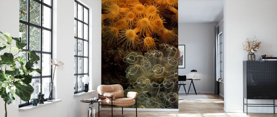 PHOTOWALL / Colonies of Ascidians and Zoantharians (e332128)