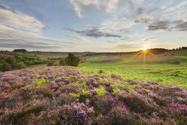 PHOTOWALL / Heather in Bloom (e331916)