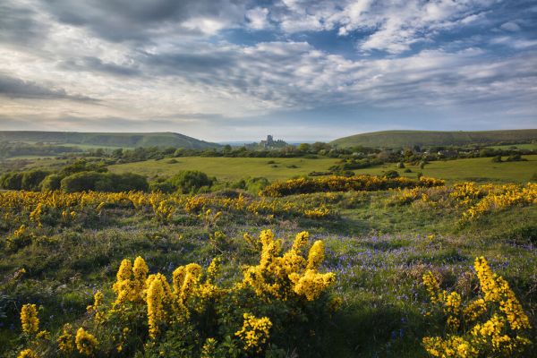 PHOTOWALL / Bluebells and Gorse on Corfe Common (e331920)