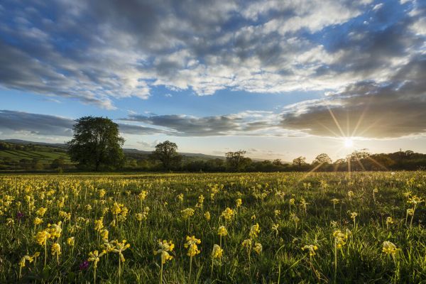 PHOTOWALL / Cowslips in Bloom (e331933)