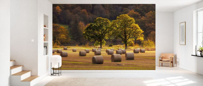 PHOTOWALL / Harvest Scene with Round Straw Bales (e331948)