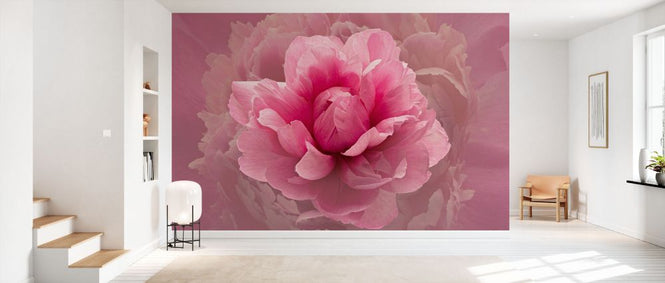 PHOTOWALL / Pink Lady (e332178)