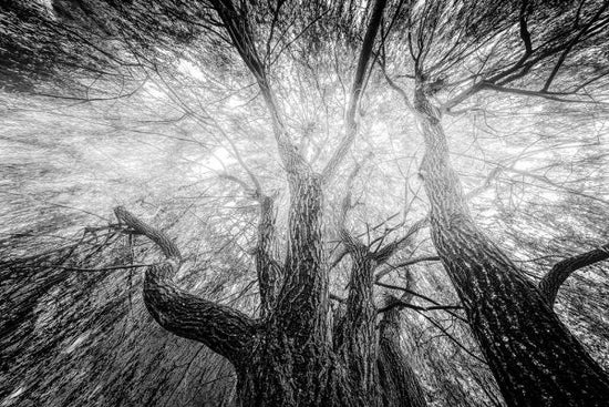 PHOTOWALL / Black and White Tree (e332195)