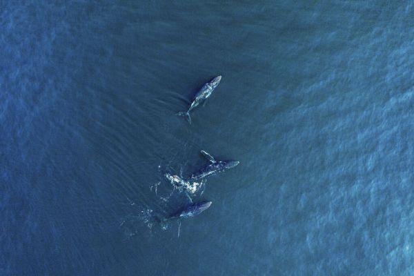 PHOTOWALL / Arabian Humpback Whale (e332206)