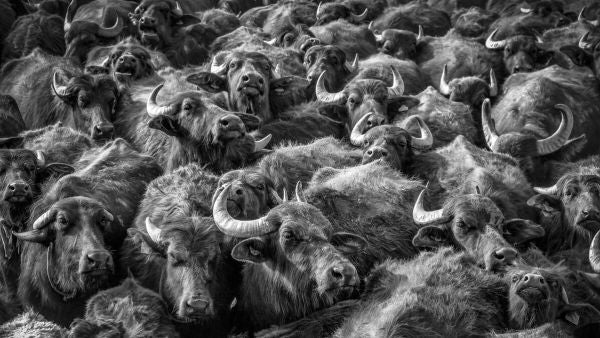 PHOTOWALL / Asian Buffaloes (e332392)
