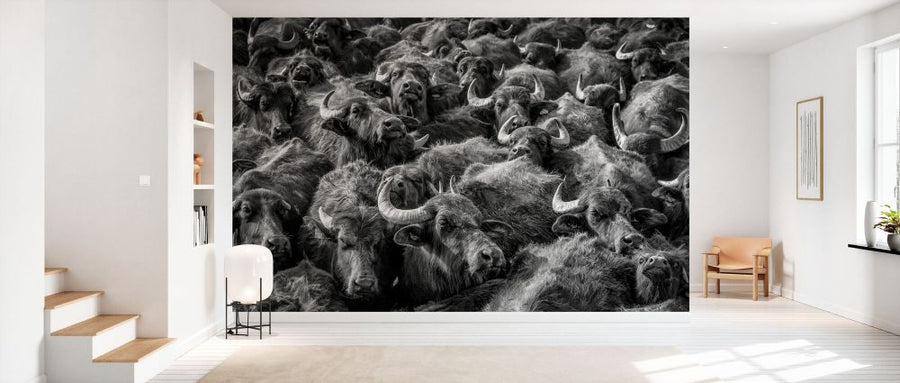 PHOTOWALL / Asian Buffaloes (e332392)