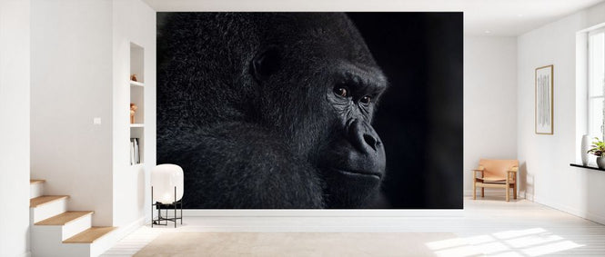 PHOTOWALL / Gorilla Gaze (e332394)