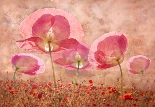 PHOTOWALL / Common Poppy (e332492)