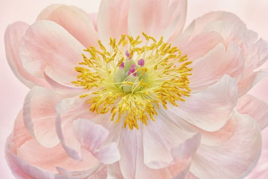 PHOTOWALL / Salmon Pink Peony (e332524)