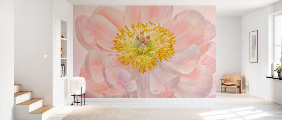 PHOTOWALL / Salmon Pink Peony (e332524)