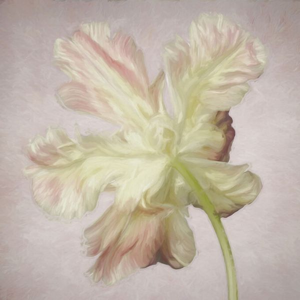 PHOTOWALL / Pink Parrot Tulip Painting II (e332525)