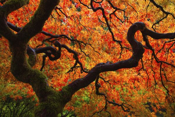 PHOTOWALL / Fall Chaos (e332527)