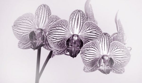 PHOTOWALL / Moth Orchid II (e332543)