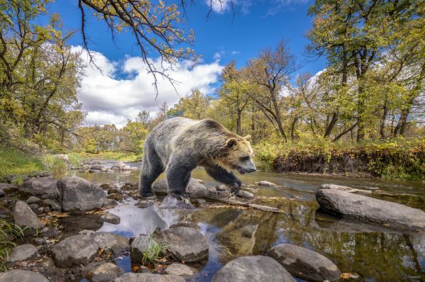 PHOTOWALL / Grizzly Bear Creek (e332547)