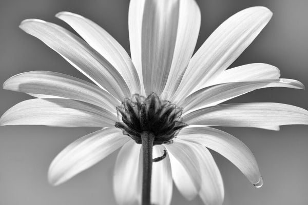 PHOTOWALL / White Daisy Black and White (e332548)