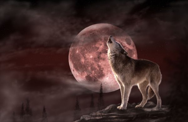 PHOTOWALL / Wolf Moon (e332550)