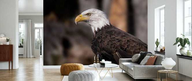 PHOTOWALL / Bald Eagle (e332551)