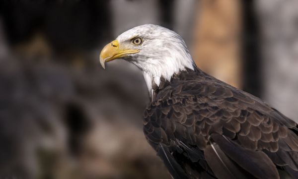 PHOTOWALL / Bald Eagle (e332551)