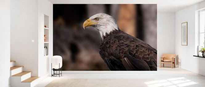PHOTOWALL / Bald Eagle (e332551)