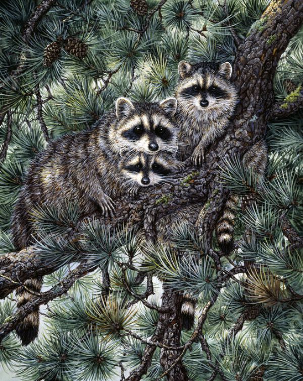 PHOTOWALL / Racoons (e332559)