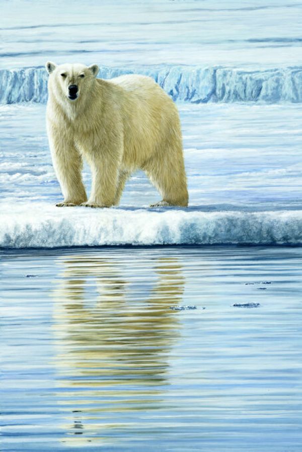 PHOTOWALL / Curious Bear Photo (e332573)