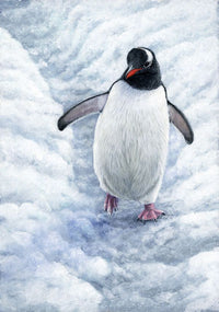 PHOTOWALL / Gentoo Penguin (e332574) | 輸入壁紙専門店 WALPA – WALPA.jp