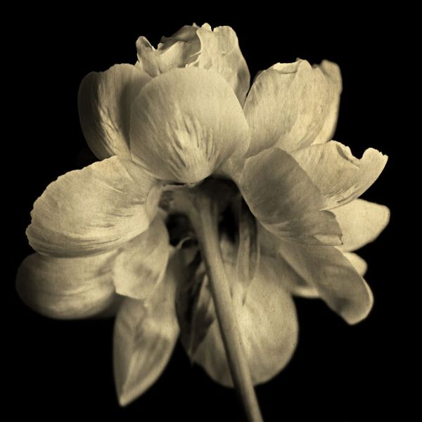 PHOTOWALL / Primerose (e332587)