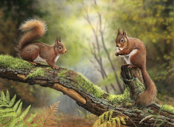 PHOTOWALL / Red Squirrels (e332598)