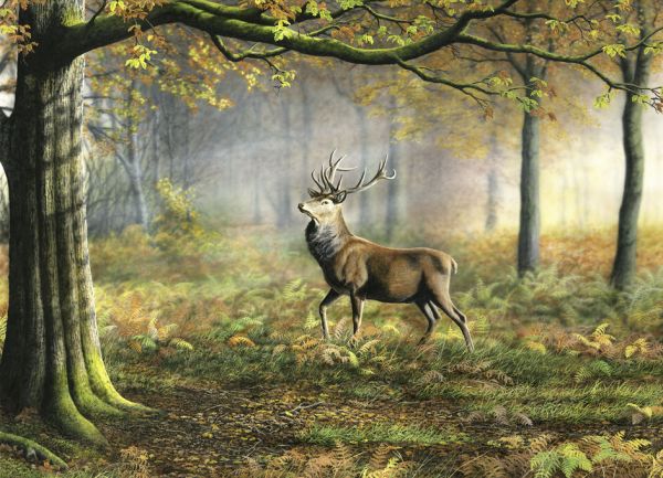 PHOTOWALL / Red Stag (e332599)