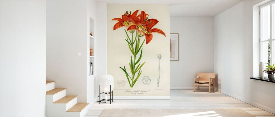 PHOTOWALL / Western Red Lily (e332601)