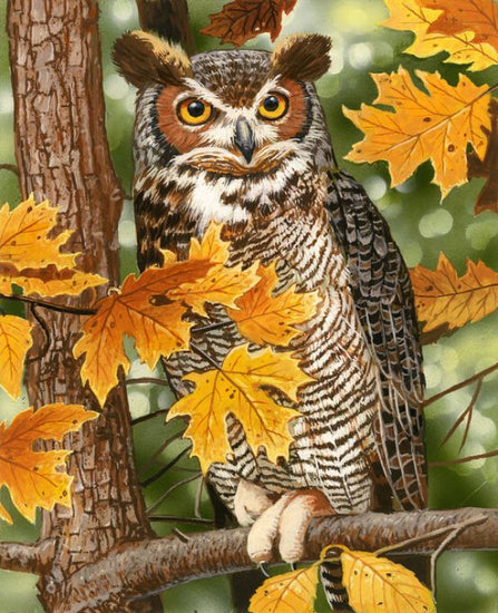 PHOTOWALL / Autumn Owl (e332609)