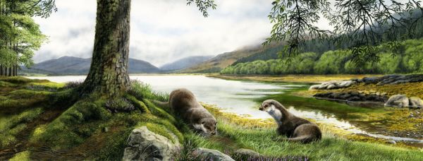 PHOTOWALL / Otters (e332596)