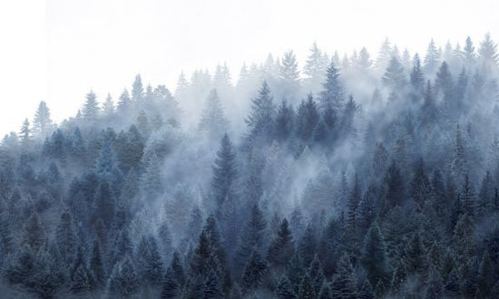 PHOTOWALL / Foggy Spruce Forest (e333019)
