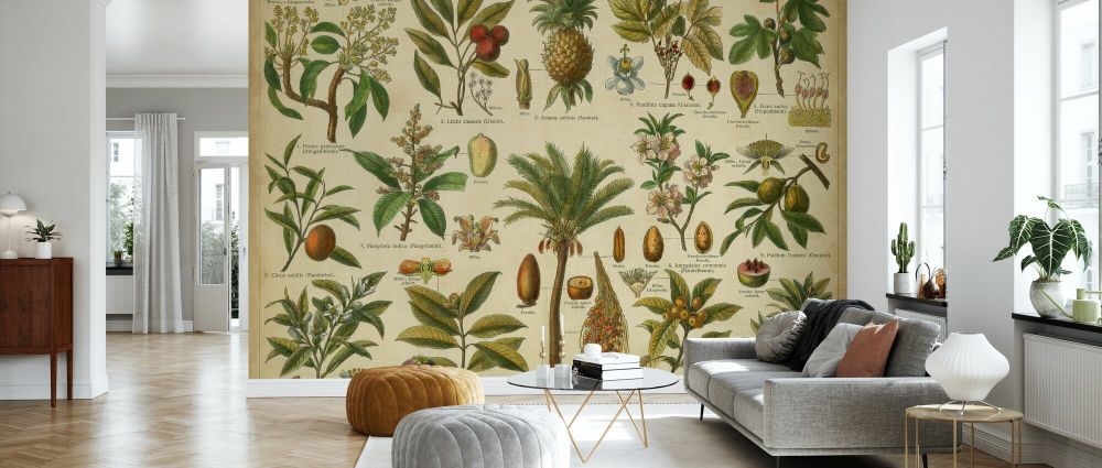 PHOTOWALL / Classification Tropical Plants (e333060) | 輸入壁紙