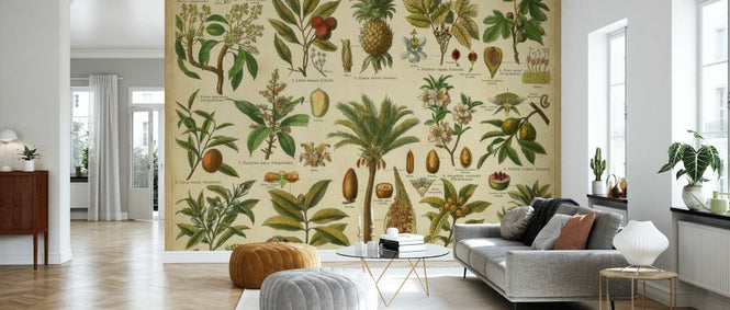 PHOTOWALL / Classification Tropical Plants (e333060)