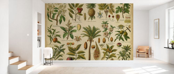 PHOTOWALL / Classification Tropical Plants (e333060)