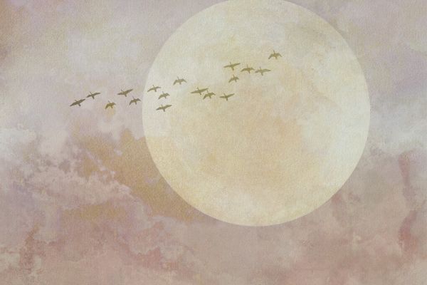 PHOTOWALL / Moonlight Birds (e333210)